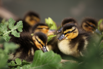 Spring mallard ducklings hatching out